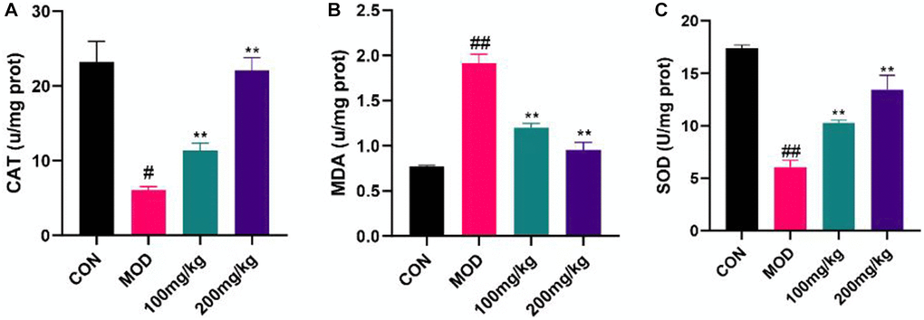 Regulation of GSLS on oxidative stress in mice. Liver tissue was crushed into tissue homogenate, and CAT, MDA and SOD levels were detected using kits. (A) Content of CAT. (B) MDA activity. (C) SOD level. #p ##p *p **p 