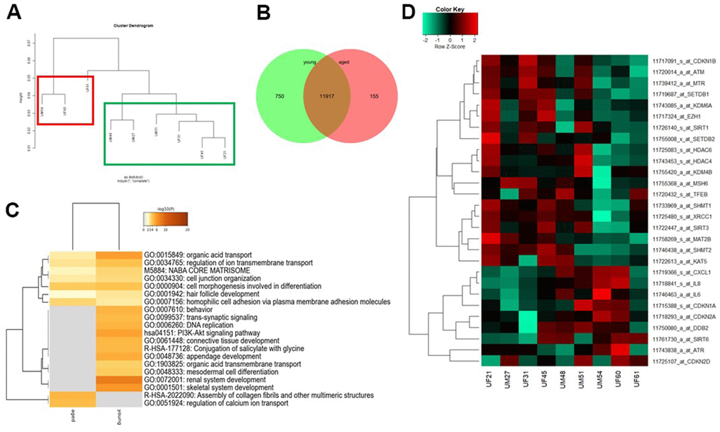 Comparative transcriptome and gene ontology analysis of urine-derived renal progenitors from young and aged donors. A hierarchical cluster dendrogram revealed distinct clusters of UdRPCs derived from young and aged donors (A). Expressed genes (det-p B), shows distinct (750 in young and 155 in aged UdRPCs) and overlapping (11917) gene expression patterns. The most over- represented GO BP-terms exclusive in either young or old UdRPCs are shown in (C) and including DNA replication and renal development for the young UdRPCs and assembly of collagen fibrils and other multimeric structures and regulation of calcium ion transport for the old UdRPCs. The heatmap (D) reveals a distinct expression pattern between young and old UdRPCs for genes encoding for the following hallmarks of aging: genomic instability, epigenetic alterations, deregulation of nutrient sensing, cellular senescence, and stem cell exhaustion.