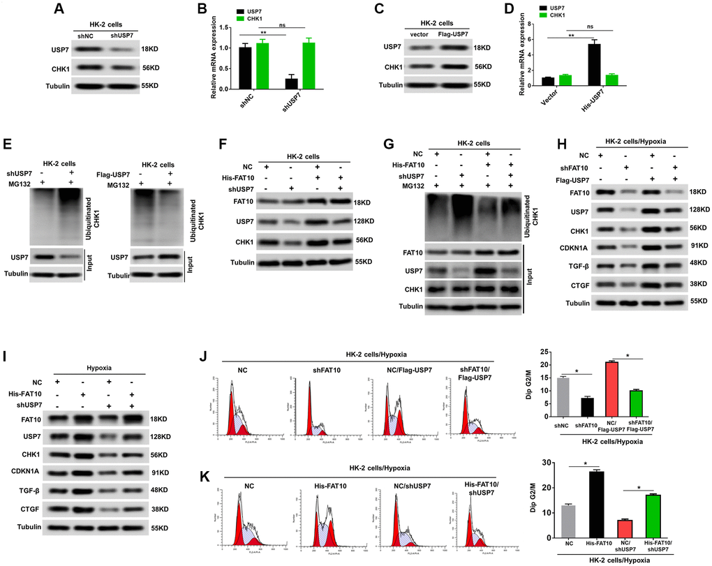 FAT10 regulates CHK1 expression through USP7. (A and B) Western blotting and qRT-PCR analyses of CHK1 expression levels in HK-2 cells stably transfected with shNC or shUSP7. (C and D) Western blotting and qRT-PCR analyses of CHK1 expression levels in HK-2 cells stably transfected with control vector or Flag-USP7. **P E) Knockdown or exogenous expression of USP7 altered the ubiquitination of CHK1 in HK-2 cells. The cells in each group were treated with MG132. (F) Western blotting of FAT10, CHK1 and USP7 in HK-2 cells stably transfected with Flag-FAT10 in the presence or absence of shUSP7. (G) Ubiquitinated CHK1 in HK-2 cells stably transfected with Flag-FAT10 in the presence or absence of shUSP7. The cells in each group were treated with MG132. (H and I) Upon hypoxia treatment, western blotting of FAT10, CHK1, CDKN1A, TGF-β and CTGF in FAT10-silencing HK-2 transfected with Flag-USP7 (H) or in FAT10-overexpression HK-2 transfected with shUSP7 (I). (J and K) Detection for cell cycle of FAT10-silencing HK-2 transfected with Flag-USP7 (J) or FAT10-overexpression HK-2 transfected with shUSP7 (K) following hypoxia injury. Results are expressed as peak diagram (left) and calculated distribution for cells in G2/M phases (right). *P 