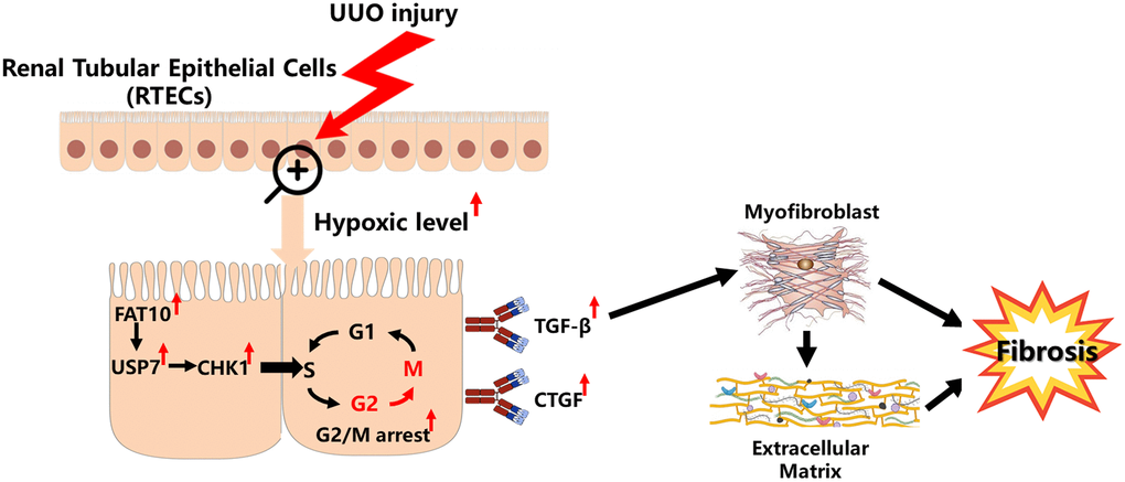 Model summarizing the role of FAT10 in renal fibrosis response to UUO injury. Upon UUO injury, FAT10 up-regulation stabilizes USP7 expression, thereby leading to CHK1-mediated G2/M arrest in RTECs, which further drives fibrogenic responses.