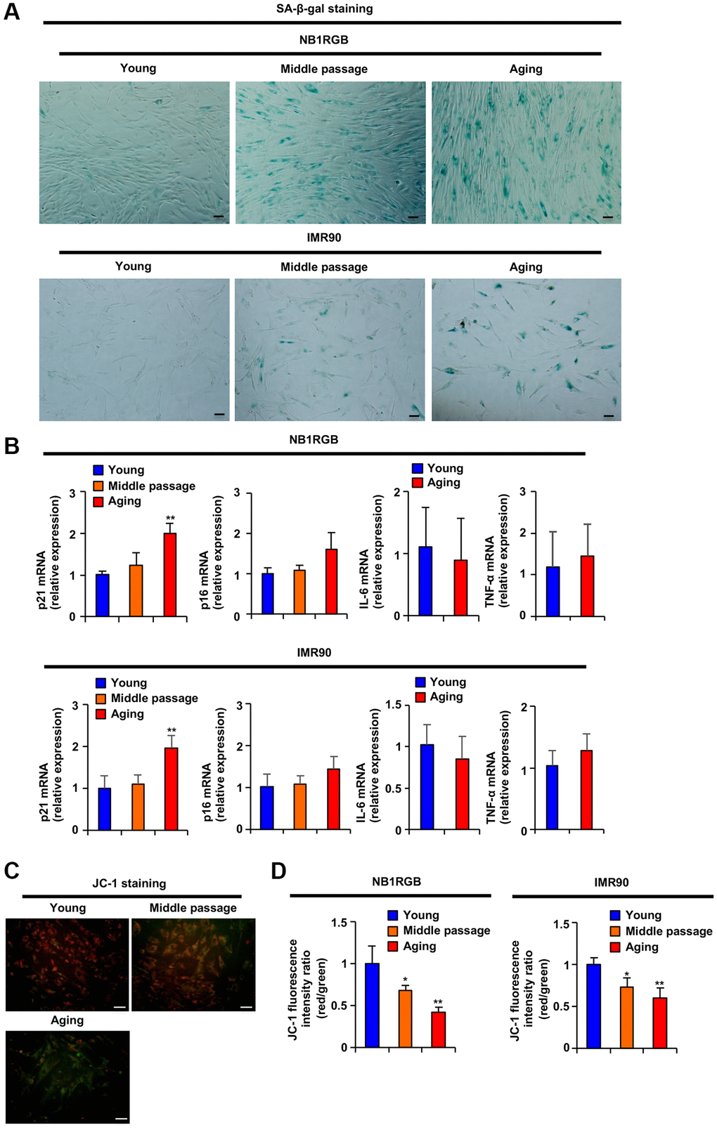 Replicative aging induced mitochondrial dysfunction. (A) Replicative aging activates SA-β-gal. The indicated cells at several passages were stained as SA-β-gal-positive cells (scale bar, 50 μm). (B) Replicative aging induced a genetic aging phenotype. Total RNA was extracted from NB1RGB and IMR90 cells at several passages and subjected to real-time quantitative PCR. Data are presented as the mean ± standard deviation (SD) (three different data sets). (C and D) Replicative aging decreased mitochondrial transmembrane electric potential. The cells were incubated with JC-1 for 20 min and assessed with (C) fluorescence microscopy (red, JC-1 aggregates; green, JC-1 monomers) or (D) microplate reader; ΔΨm was determined by the ratio between the red fluorescence intensity, indicating activated mitochondria, and the green fluorescence intensity, indicating deactivated mitochondria. The data are presented as the mean ± SD of three simultaneously performed experiments (B, D). Each P value was calculated using two-way ANOVA; *P **P 