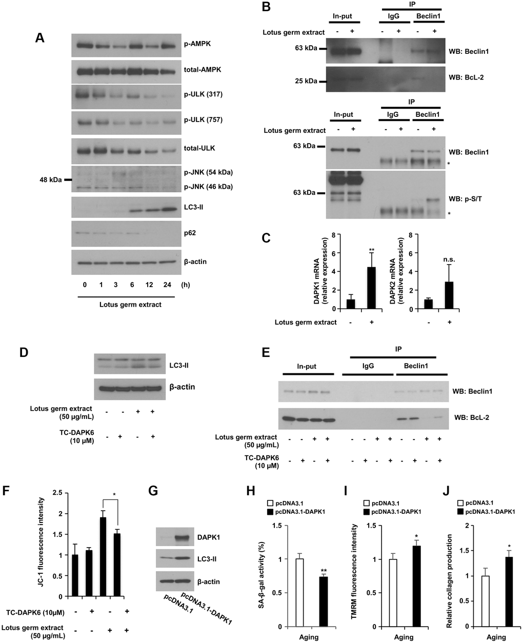 Lotus germ extract activated the JNK and DAPK1-Beclin1 pathways. (A) Lotus germ extract phosphorylated JNK at an early time point. Aging NB1RGB cells were treated with 50 μg/mL lotus germ extract for the indicated times and subjected to immunoblotting using the indicated antibodies. (B) Lotus germ extract inhibited the Beclin1 and BcL-2 interaction via Beclin1 phosphorylation. Aging NB1RGB cells were treated with DMSO (−) or 50 μg/mL lotus germ extract (+) for 24 h, and proteins were crosslinked with DSP prior to protein extraction. A coimmunoprecipitation assay was performed with cell lysates using the indicated antibodies, followed by western blotting. (C) Lotus germ extract induced DAPK1 expression. Aging NB1RGB cells were treated with DMSO (−) or 50 μg/mL lotus germ extract (+) for 24 h and subjected to real-time quantitative PCR. (D–F) DAPK1 plays an important role in the effects of lotus germ extract. Aging NB1RGB cells were treated with DMSO (−) or 10 μM TC-DAPK6 and/or 50 μg/mL lotus germ extract for 24 h and subjected to immunoblotting using the indicated antibodies (D), coimmunoprecipitation assay (E) or JC-1 activity measurementṣ (F). (G–J) The overexpression of DAPK1 stimulates the mitochondrial activity in aging fibroblast cells. Aging fibroblast cells transfected with pcDNA3.1 or pcDNA3.1-DAPK1 for 48 h were subjected to immunoblotting using the indicated antibodies (G), SA-β-gal activity measurement (H), TMRM activity measurement (I), or collagen production (J). Data are presented as the mean ± SD of three simultaneously performed experiments (C, F, H–J). Each P value was calculated using two-way ANOVA; n.s.: not significant, *P **P 