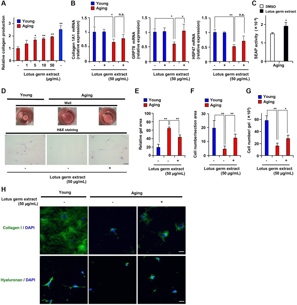 Lotus germ extract stimulated collagen production and proliferative ability in aging cells in 3-dimensional gel culture. (A) Young NB1RGB cells, or Aging NB1RGB cells were treated with DMSO (−) or the indicated concentration of lotus germ extract for 72 h and subjected to measurement of collagen content. (B and C) Lotus germ extract stimulated GRP78 expression and protein folding in the ER. (B) Young and aging NB1RGB cells were treated with DMSO (−) or 50 μg/mL lotus germ extract (+) for 24 h and subjected to qPCR. (C) Aging NB1RGB cells expressing SEAP were transduced with a pSEAP2-Control vector and washed 18 h after transduction, and the cells were treated with DMSO (−) or 50 μg/mL lotus germ extract for 24 h. The medium was then changed, and the cells were cultured for another 18 h. Culture media were analyzed for SEAP activity, and luminescence was normalized to cell number. (D–H) Lotus germ extract stimulated collagen production and proliferative ability in 3-dimensional atelocollagen gel culture. Aging NB1RGB cells were treated with DMSO (−) or 50 μg/mL lotus germ extract for 72 h. Equal numbers of these cells and young NB1RGB cells were cultured in atelocollagen gel and treated with or with 50 μg/mL lotus germ extract for 10 days. (D) Representative image showing collagen gel contraction (upper panel). H&E staining of 3-dimensional atelocollagen gel sections. Scar bar: 100 μm (lower panel). (E) Gel surface area. (F) The cell density in a 3-dimensional gel was calculated by using H&E staining. (G) The cell number in the 3-dimensional gel was counted based on degradation of the atelocollagen gel. (H) Extracellular collagen and hyaluronan were measured by immunofluorescence staining. Scar bar: 20 μm. Data are presented as the mean ± SD of three simultaneously performed experiments (A–C, E–G). Each P value was calculated using two-way ANOVA; n.s.: not significant, *P **P 