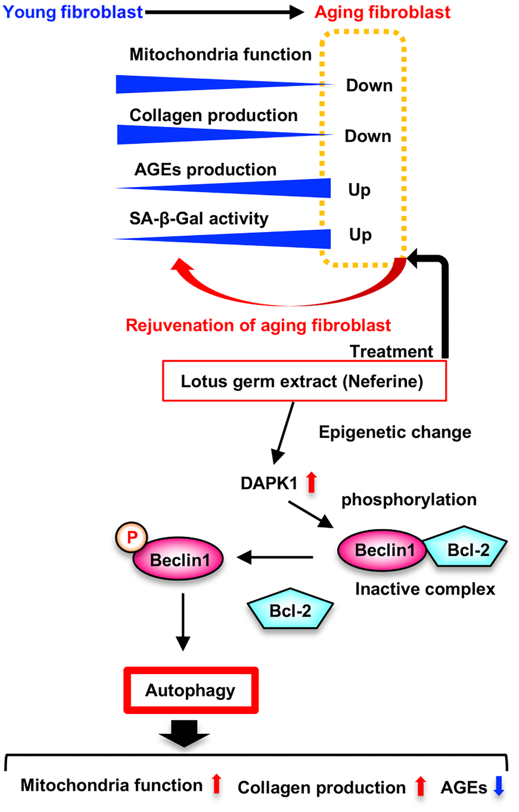 Model for rejuvenated effect of lotus germ extract (Neferine) in aging fibroblast. Aging fibroblasts downregulates mitochondria function and collagen production, and upregulates AGEs production and SA-β-gal activity. Lotus germ extract (Neferine) treatment rejuvenated aging fibroblasts by restoring the various phenotypes of aging via activation of DAPK1-Beclin1 signaling induced autophagy.