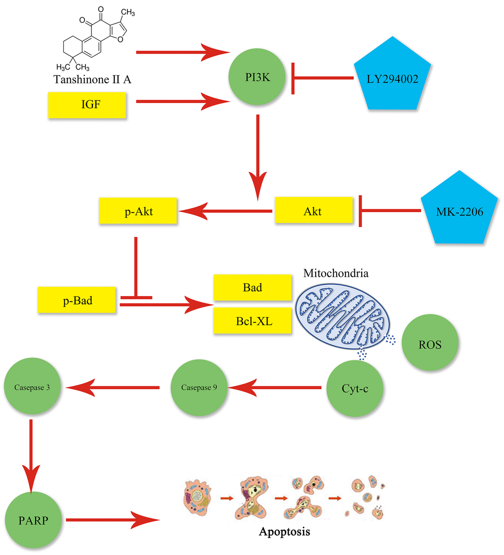 Graphical abstract. Mitochondrial dysfunction occurs following AKI and may lead to apoptosis, which can be aggravated by obesity. TIIA can relieve apoptosis by improving mitochondrial function via activating PI3K/Akt/Bad pathway in obesity rats.