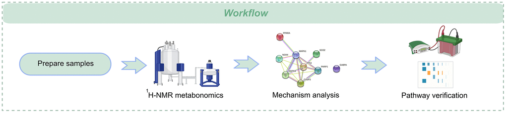 The workflow of the whole study.