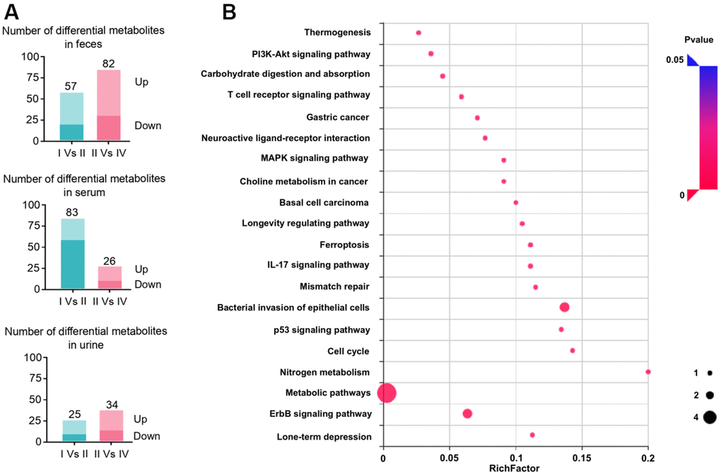 The integral analysis of quantitation proteomics, metabonomics and COPD associated proteins. (A) 1H NMR-based metabolomic analysis of faces, serum, and urine sample. Quantitation of metabolites with the condition of Fold-change ≥1.2 or ≤0.83 and p-value ≤0.05. (B) KEGG pathway enrichment analysis of differential metabolites.