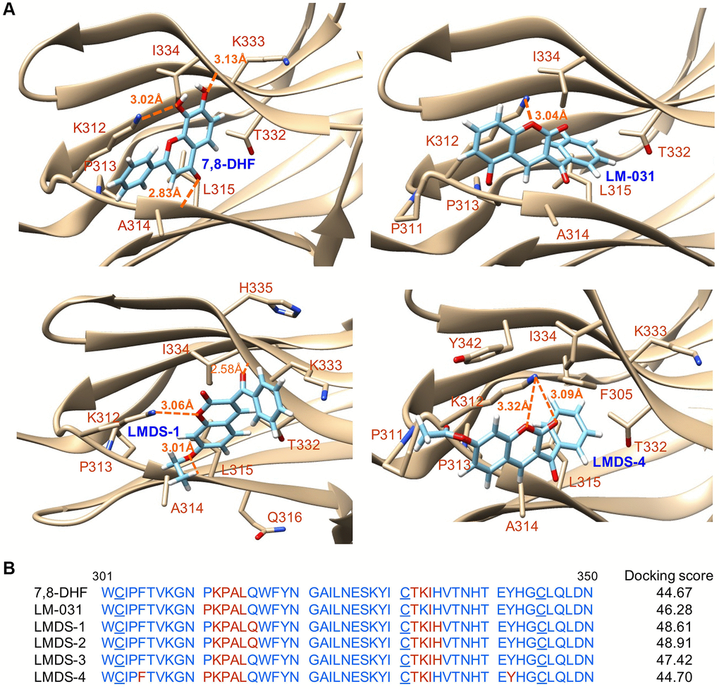 Docking computations of 7,8-DHF, LM-031 and analogs. (A) The docking conformations of 7,8-DHF (as a positive control), LM-031, LMDS-1 and LMDS-4 binding to extracellular d5 domain (the second immunoglobulin-like domain, residues 250–340) of TRKB receptor. The TRKB-d5 domain (ribbon structures) is colored in beige and the wire-frame structures denote the compounds. The labeled amino acids were within 10 Å radii of examined compounds. Carbon, oxygen, hydrogen and nitrogen atoms of compounds or side chains of surrounding amino acids are shown in light blue, red, white and blue, respectively. The dotted orange lines indicate hydrogen bond interactions between compounds and protein. (B) Amino acid residues 301–350 of d5 domain. The amino acids within 10 Å radii of examined compounds are colored in red; the cysteines involved in disulfide linkage are underlined. Shown on the right were docking scores of 7,8-DHF, LM-031 and analogs calculated by the GOLD program.