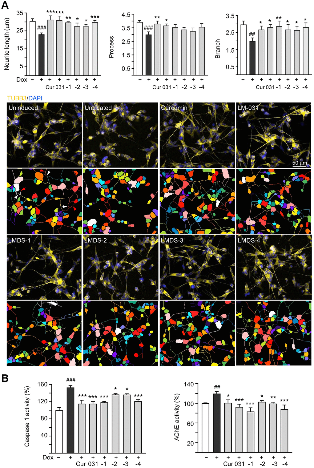 Neuroprotective effects of LM-031 and analogs in Aβ-GFP SH-SY5Y cells. (A) Neurite outgrowth (length, process and branch) assay of Aβ-GFP cells uninduced, untreated, or treated with curcumin, LM-031 or analogs at 5 μM (n = 3). Shown below are images of TUBB3 (yellow)-stained cells, with nuclei counterstained with DAPI (blue), and segmented images with multi-colored mask to assign each outgrowth to a cell body for quantification. In uninduced cells, processes and branches are indicated with red and white arrows, respectively. (B) Caspase 1 and AChE activity assays with curcumin, LM-031 or analogs (5 μM) treatment (n = 3). The relative caspase 1 or AChE activity of uninduced cells (Dox-) was normalized (100%). P values: comparisons between induced (Dox+) vs. uninduced (Dox-) cells (##P ###P *P **P ***P post hoc Tukey test).