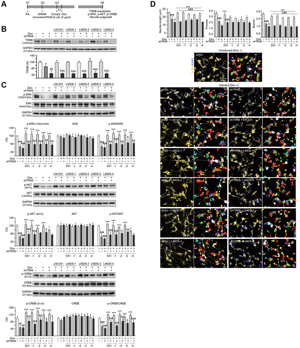 TRKB RNA interference of Aβ-GFP SH-SY5Y cells. (A) Experimental flow chart. On day 1, Aβ-GFP SH-SY5Y cells were plated with retinoic acid (RA; 10 μM). On day 2, the cells were infected with lentivirus-expressing TRKB-specific or scrambled shRNA. At 24 h post-infection, LM-031 or LMDS-1 to -4 (5 μM) was added to the cells for 8 h, followed by induction of Aβ-GFP expression (Dox, 5 μg/ml) for 6 days. On day 9, TRKB and neurite outgrowth analyses were performed. Western blot analysis of (B) TRKB, (C) p-ERK (T202/Y204), ERK, p-AKT (S473), AKT, p-CREB (S133), and CREB in compound-treated cells infected with TRKB-specific or scrambled shRNA-expressing lentivirus (n = 3). GAPDH was used as a loading control. To normalize, the relative protein level of uninduced cells was set at 100%. (D) Microscopic images and neurite outgrowth (length, process and branch) assay of Aβ-GFP-expressing cells with TRKB-specific or scrambled shRNA, and with or without LM-031 or analogs (5 μM) treatments (n = 3). TUBB3 staining (yellow) was used to quantify the extent of neurite outgrowth. Nuclei were counterstained with DAPI (blue). Also shown were segmented images with multi-colored mask to assign each outgrowth to a cell body for quantification. In uninduced cells, processes and branches are indicated with red and white arrows, respectively. P values: comparisons between induced vs. uninduced cells (###P ***P &P &&P &&&P post hoc Tukey test).