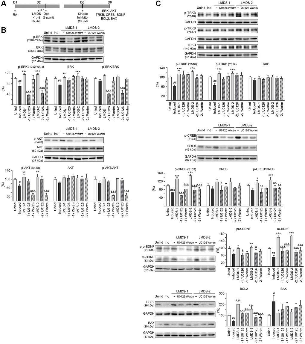 Activation of ERK, AKT and CREB pathways downstream to TRKB in Aβ-GFP SH-SY5Y cells. (A) Experimental flow chart. On day 1, cells were plated with retinoic acid (RA, 10 μM) added to the culture medium. On day 2, LMDS-1 or -2 (5 μM) was added to the cells for 8 h, followed by inducing Aβ-GFP expression with doxycycline (Dox, 5 μg/ml). Kinase inhibitors U0126 or wortmannin (10 μM) were added to the cells on day 6. On day 8, ERK, AKT, TRKB, CREB, BDNF, BCL2 and BAX levels were measured. (B) p-ERK (T202/Y204), ERK, p-AKT (S473), AKT, (C) p-TRKB (Y516 and Y817), TRKB, p-CREB (S133), CREB, BDNF (31/13 kDa), BCL2 and BAX levels analysed by immunoblot using GAPDH as a loading control (n = 3). To normalize, protein expression level in untreated cells was set at 100%. P values: comparisons between induced vs. uninduced cells (#P ##P *P **P ***P &P &&&P post hoc Tukey test).