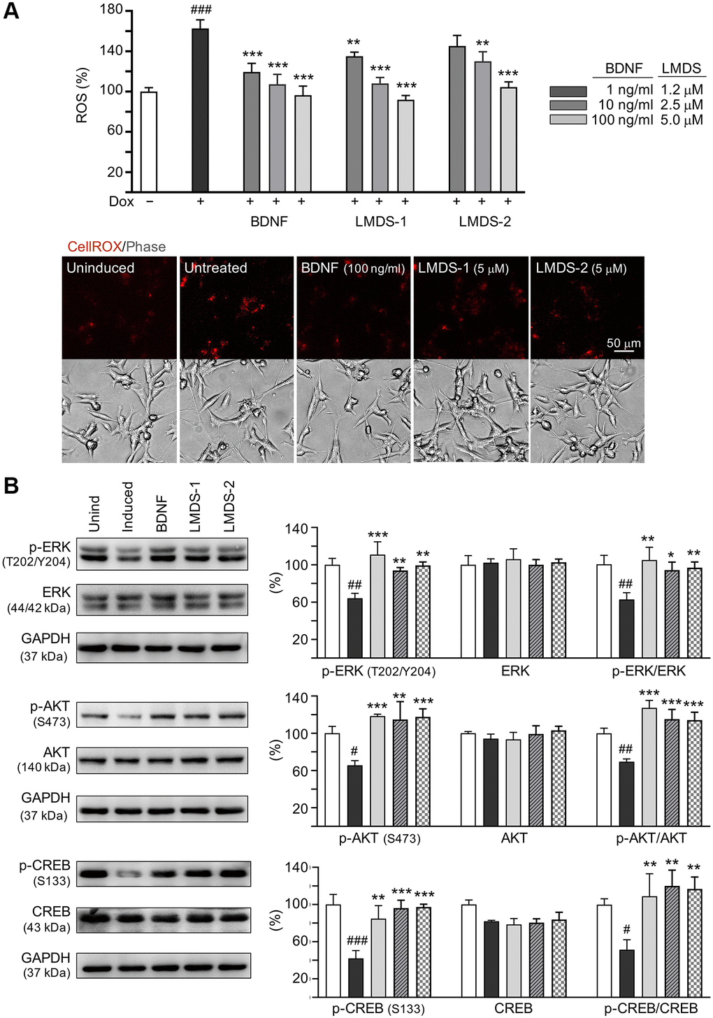 Comparison of BDNF’s and LMDS compound’s signaling activation. (A) Assessment of ROS in Aβ-GFP cells uninduced, untreated, treated with treated with BDNF at 1–100 ng/ml, or LMDS-1, -2 at 1.2–5 μM (n = 3). The relative ROS of uninduced cells (Dox-) was normalized (100%). Shown below are images of CellROX® Deep Red stain (red). (B) Assessment of p-ERK (T202/Y204), ERK, p-AKT (S473), AKT, p-CREB (S133) and CREB levels with LMDS-1, -2 (5 μM) or BDNF (100 ng/ml) treatment by immunoblot using GAPDH as a loading control (n = 3). To normalize, protein expression level in untreated cells was set at 100%. P values: comparisons between induced vs. uninduced cells (#P ##P *P **P ***P post hoc Tukey test).