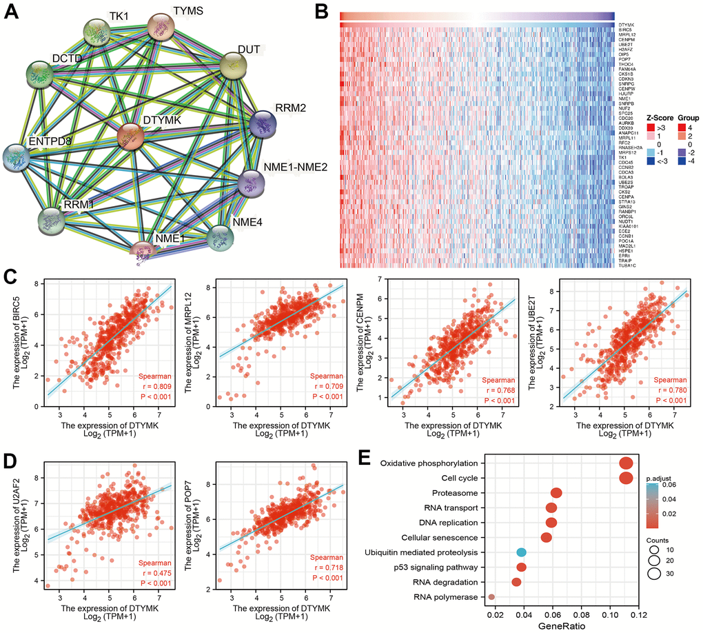 PPI network and functional enrichment analysis. (A) The protein-protein network of DTYMK examine by STRING database. (B–D) The correlation analysis of DTYMK expression and its top 100 co-expressed gene network. (E) Functional enrichment analysis of co-expressed genes.