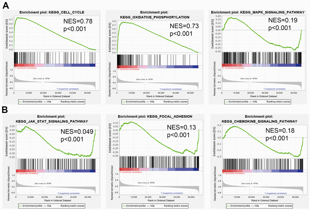 Identification of DTYMK related signaling pathways in lung adenocarcinoma. (A, B) Identification of DTYMK related signaling pathways by GSEA software.