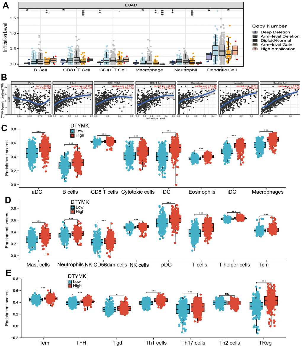 Correlation analysis of DTYMK expression and infiltration levels of immune cells in LUAD. (A) The correlation between DTYMK expression and somatic copy number alterations examine by TIMER. (B) The correlation between DTYMK expression and the infiltration levels of B cells, CD4+ T cells, CD8+ T cells, dendritic cells, Macrophages and Neutrophils. (C–E) Box plots of the correlations between DTYMK or molecular model expression and infiltration levels of immune cells. NS: P >0.05,*P 