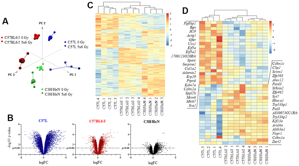 Impact of thoracic irradiation on gene expression in lung tissue from three mouse strains with varying susceptibility to fibrosis. Mice were exposed to 5x6 Gy thoracic IR or no IR (0Gy). Samples of lung tissue (n=4 per dose) were collected at 15 weeks after IR, RNA was isolated, and further evaluated with RNA sequencing. (A) Principal component analysis of differentially expressed genes for all evaluated groups (n=4 per condition). (B) Volcano plot of the ratio of gene expression (irradiated: unirradiated) and p value for each observed gene. (C) Unsupervised hierarchical clustering of evaluated samples based on different expression of genes after irradiation. Irradiated samples were evaluated relative to a paired unirradiated sample of the same strain, thus expression depicted is the ratio (irradiated: unirradiated). (D) Hierarchical clustering of samples based on different expression of senescence and aging genes after irradiation. Irradiated samples were evaluated relative to a paired unirradiated sample of the same strain, thus expression depicted is the ratio (irradiated: unirradiated).