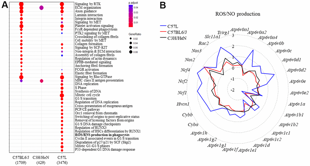 Identifying the genes belonging to ROS and NO production and the types of inflammatory cells in mouse lungs after thoracic radiation. (A) Reactome enrichment analysis of differentially expressed genes in the lungs of each strain (irradiated: unirradiated) at 15 weeks after irradiation. (B) The expression of genes in the ROS and NO production pathway were compared between the three strains (irradiated: unirradiated). The y-axis corresponds to the mean fold-change of each gene comparing irradiated to unirradiated within a strain (at 15 weeks after irradiation).