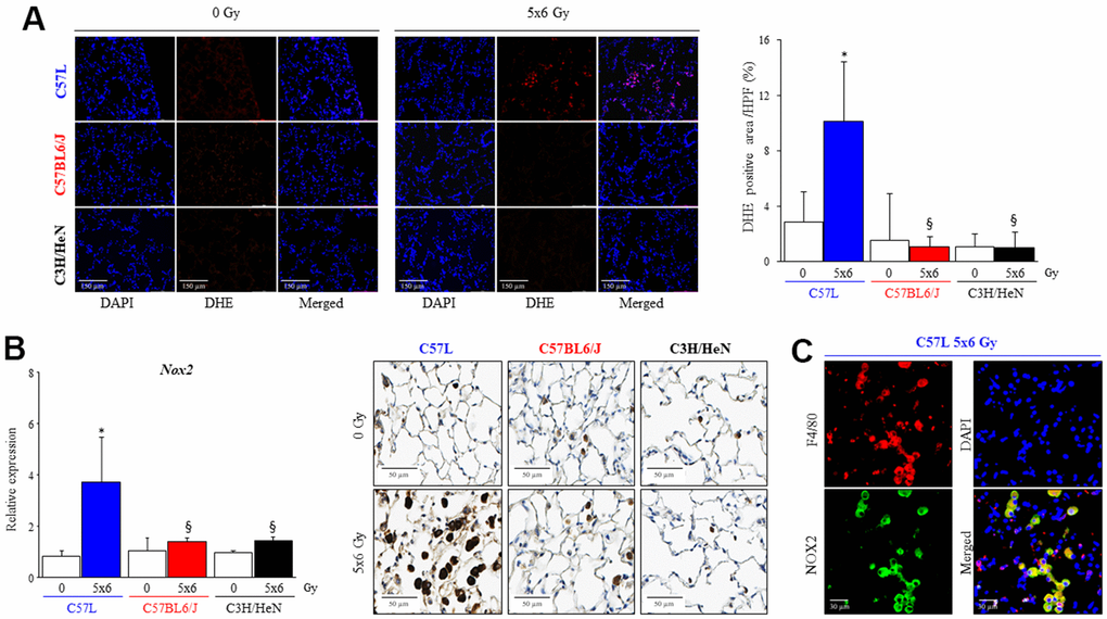 Increased numbers of macrophages expressing NOX2 in fibrotic lungs. C57L, C57BL6/J and C3H/HeN mice were exposed to 5 daily fractions of 6 Gy (5x6 Gy) of thoracic irradiation. (A) At 15 weeks after radiation, samples of frozen lung tissue were collected and dihydroethidium (DHE) oxidation was assessed. The level of cellular superoxide anion was quantified as the percentage of DHE-positive cell in each HPF (20x) region. (B) The expression of NOX2 was examined by QPCR and immunohistochemical assays (NOX2: brown, Nucleus: blue) in mouse lungs from the three strains 15 weeks after irradiation. (C) NOX2 expressing cells in lung were identified as a macrophage with co-labeling for F4/80. Columns: mean, error bars: +SD, *p§p