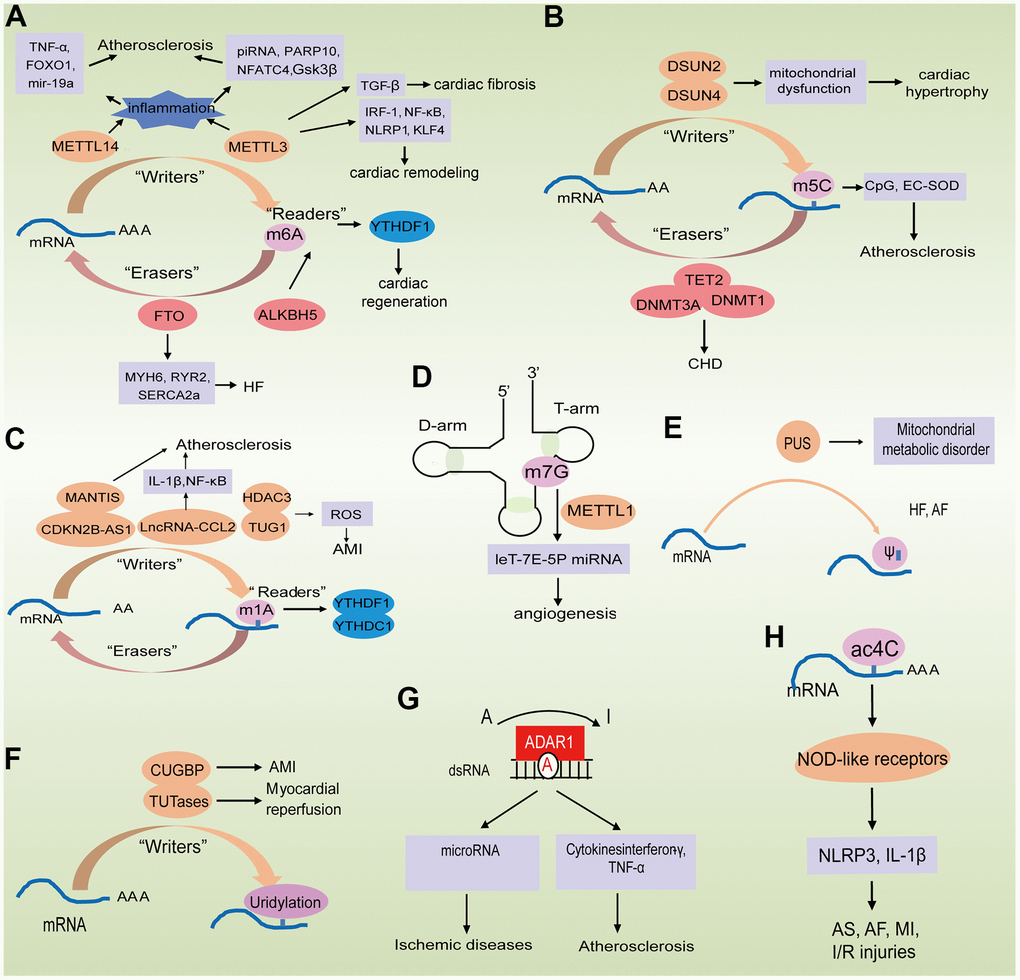 Epigenetically regulated RNA modification in aging-related cardiovascular diseases. (A–C) The biological functions of m6A, m5C and m1A are mediated by writer, eraser, and reader proteins; (D) The role of m7G in mRNA biogenesis in processing and repression of migration; (E, F) The biological functions of PU and uridylation are mediated by writer proteins; (G) A-to-I RNA editing of ADAR modified the mRNA; (H) Potential role of Ac4C in improving mRNA stability.