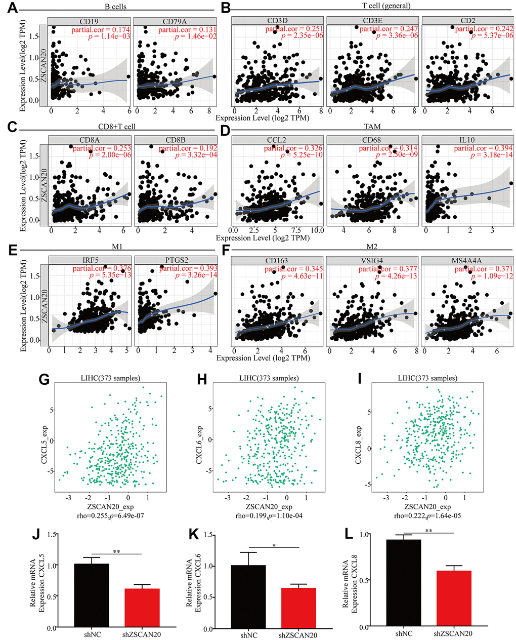 ZSCAN20 was associated with immune cell infiltration in HCC. The scatter plots showed relationship between ZSCAN20 and various gene markers of (A) B cell, (B) T cell, (C) CD8+T cell, (D) TAM, (E) M1 macrophage and (F) M2 macrophage in LIHC. (G–I) The association between ZSCAN20 and LIHC-related chemokines; (J–L) Immune-related chemokines expression in sh-ZSCAN20 HCC cells. *p p p 