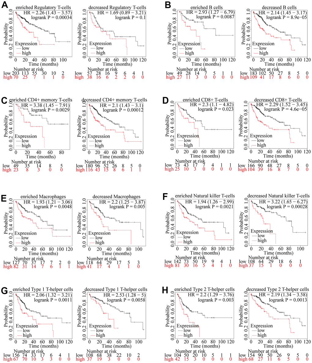 Kaplan-Meier survival curves according to high and low expression of ZSCAN20 in immune cell subgroups in HCC. (A–H) Correlations between ZSCAN20 expression and OS in different immune cell subgroups in HCC patients were estimated by Kaplan-Meier plotter.