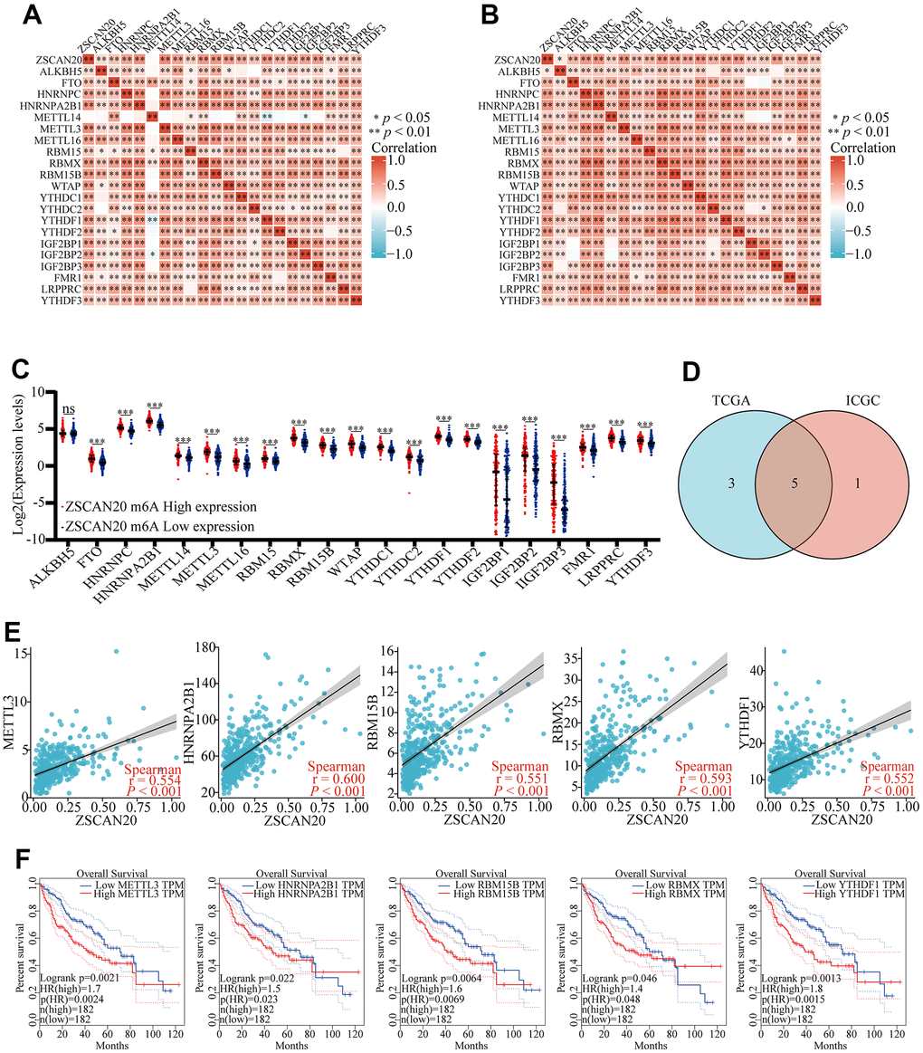 Correlations of ZSCAN20 expression with m6A related genes in HCC. (A, B) TCGA LIHC and ICGC data sets were used to analyze the correlation between the ZSCAN20 and the m6A related genes expression in LIHC. (C) Draw a scatter plot to show the correlation between the ZSCAN20 and the m6A related genes expression, including METTL3, HNRNPA2B1, RBM15B, RBMX and YTHDF1. (D) The differential expression of m6A related genes between high and low ZSCNA20 expression groups in LIHC tumor samples. (E) Venn diagram showed both expression correlation and differential expression of genes. (F) Kaplan-Meier curve of METTL3, HNRNPA2B1, RBM15B, RBMX, YTHDF1. *p 