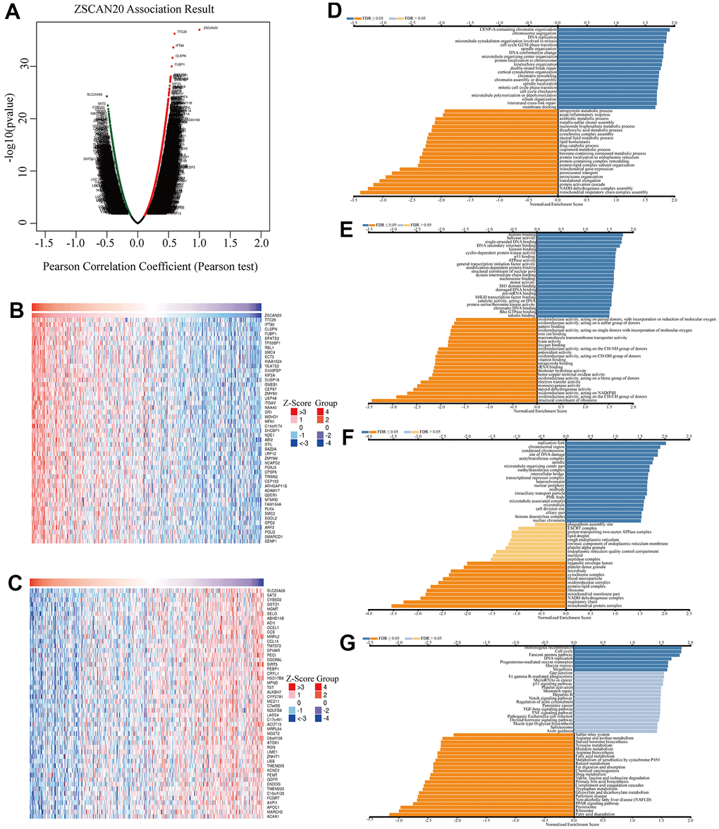 Co-expression genes of ZSCAN20 in HCC. (A) Volcano plot of genes highly correlated with ZSCAN20 identified by the Pearson test in LIHC. Red and green dots represent genes significantly positively and negatively correlated with ZSCAN20, respectively. Heatmaps of the top 50 genes (B) positively and (C) negatively correlated with ZSCAN20. (D–G) Significantly enriched GO and KEGG pathways of ZSCAN20. GO: Gene Ontology; KEGG: Kyoto Encyclopedia of Genes and Genomes.