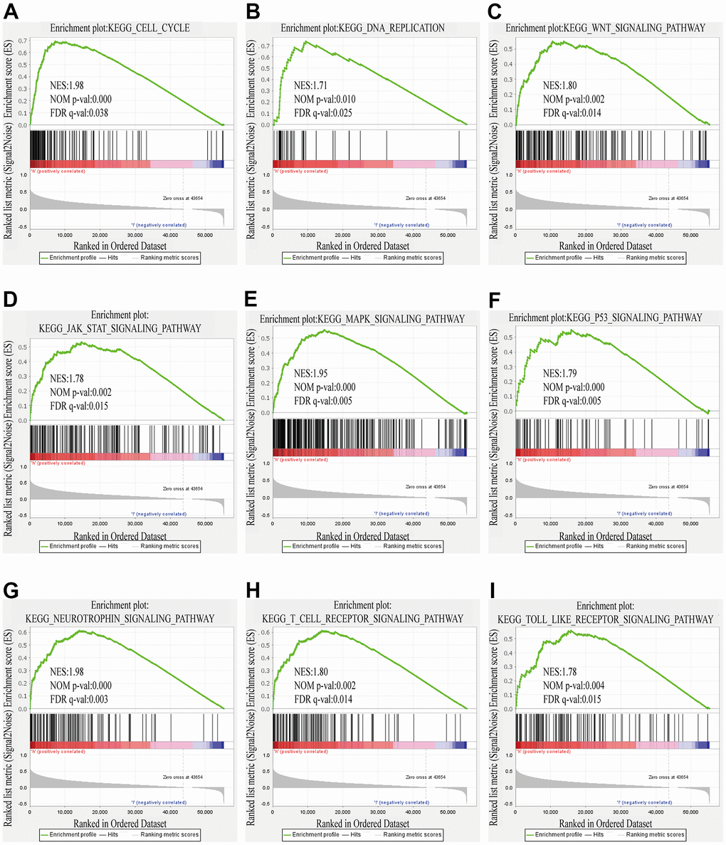 GSEA results showed differential enrichment of genes with high ZSCAN20 expression. (A) Cell cycle. (B) DNA replication. (C) WNT signaling pathway. (D) JAK STAT signaling pathway. (E) MAPK signaling pathway. (F) P53 signaling pathway. (G) Neurotrophin signaling pathway. (H) T cell receptor signaling pathway. (I) Toll like receptor signaling pathway. NES, normalized enrichment score; ES, enrichment score; FDR, false discovery rate.