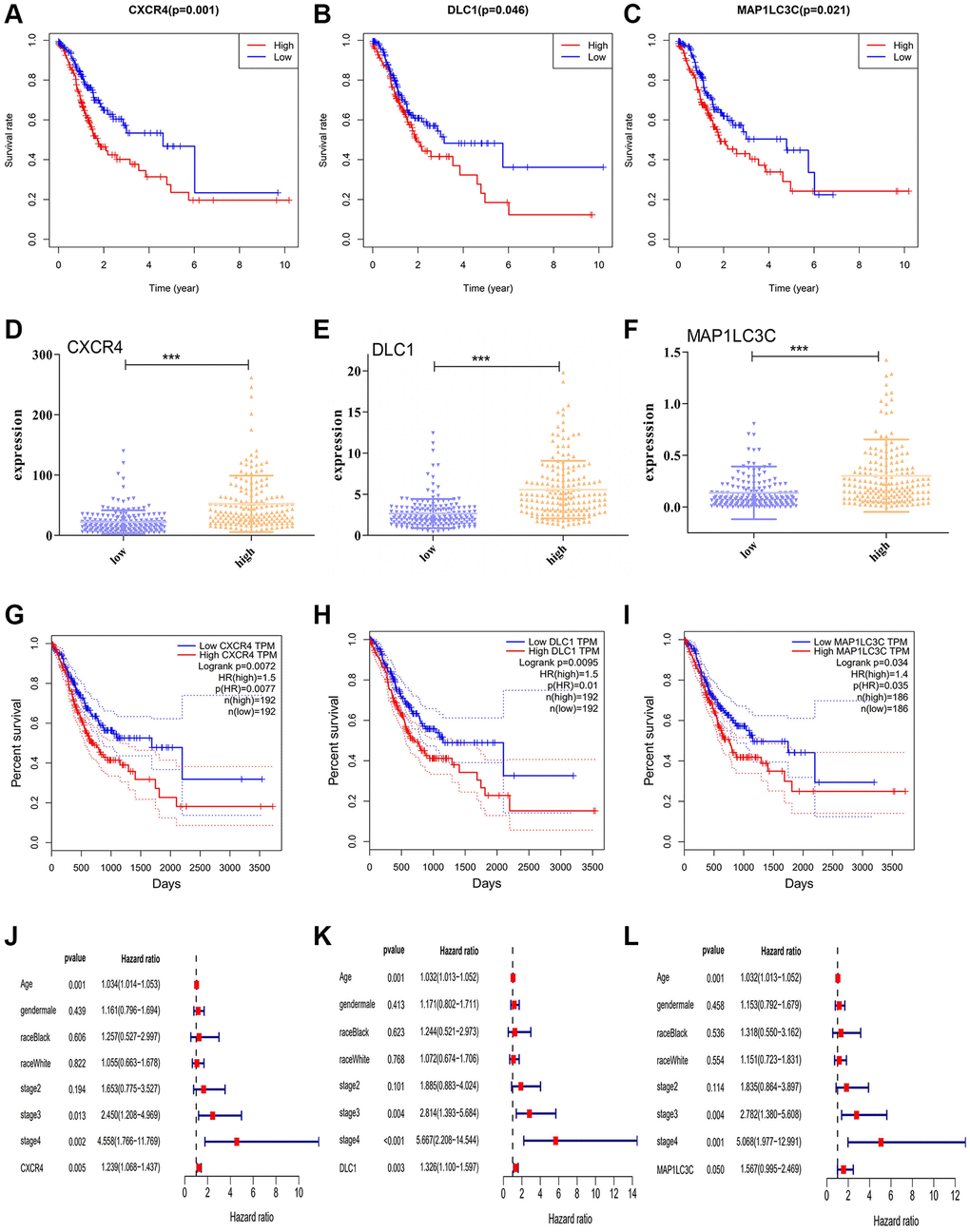 Prognostic significance of DE-ATGs in GC. (A–C) Kaplan-Meier curves for three prognostic DE-ATGs (CXCR4, DLC1, and MAP1LC3C) related to immunity in patients with GC (P D–F) The expression level of CXCR4, DLC1, and MAP1LC3C in high- and low-macrophage infiltration groups. (G–I) GEPIA-based validation that DE-ATGs (CXCR4, DLC1, and MAP1LC3C) are effective prognostic indicators and risk factors for GC. (J–L) Tree diagram of a multivariate regression analysis for CXCR4, DLC1, and MAP1LC3C with other clinical variables.