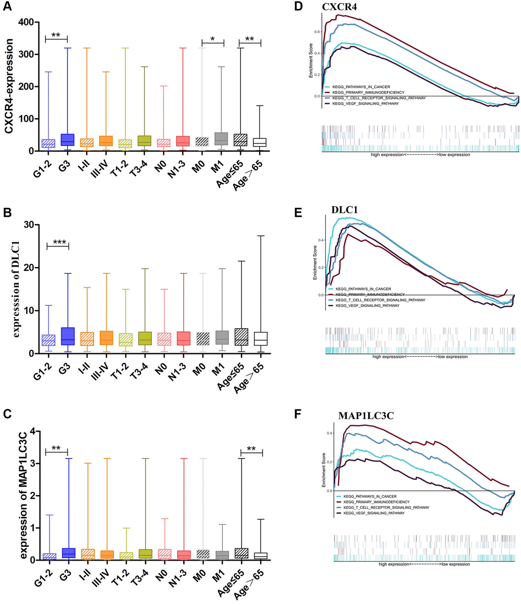 Clinical evaluation and identification of signaling pathways associated with CXCR4/DLC1/MAP1LC3C. (A, B) Expression of CXCR4/DLC1/MAP1LC3C in different grade stage, clinical stage, T stage and age groups in patients with GC. (C–F) CXCR4, DLC1, and MAP1LC3C are significantly enriched in pathways related to immune response and cancer in GSEA (FDR 