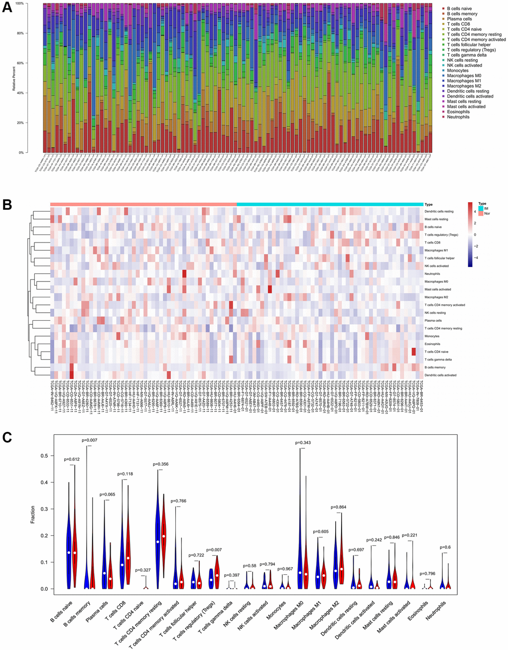 Composition of 22 TIICs in the TCGA cohort with CIBERSORT p  (A) Fractions of 22 immune cells in qualified tumor samples (n = 96) in the TCGA. (B and C) Heatmap and violin plot comparing the immune cells between high- and low-CXCR4 expression groups.