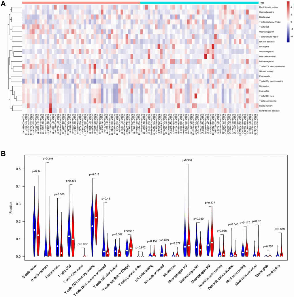 The distinct compositions of 22 TIICs in the high- and low-DLC1 expression groups are shown using (A) heatmap and (B) violin plot and analyzed with CIBERSORT.