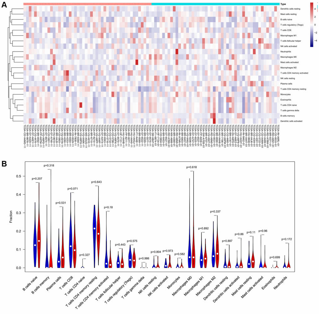 The distinct compositions of 22 TIICs in the high- and low-MAP1LC3C expression groups are shown using (A) heatmap and (B) violin plot and analyzed with CIBERSORT.