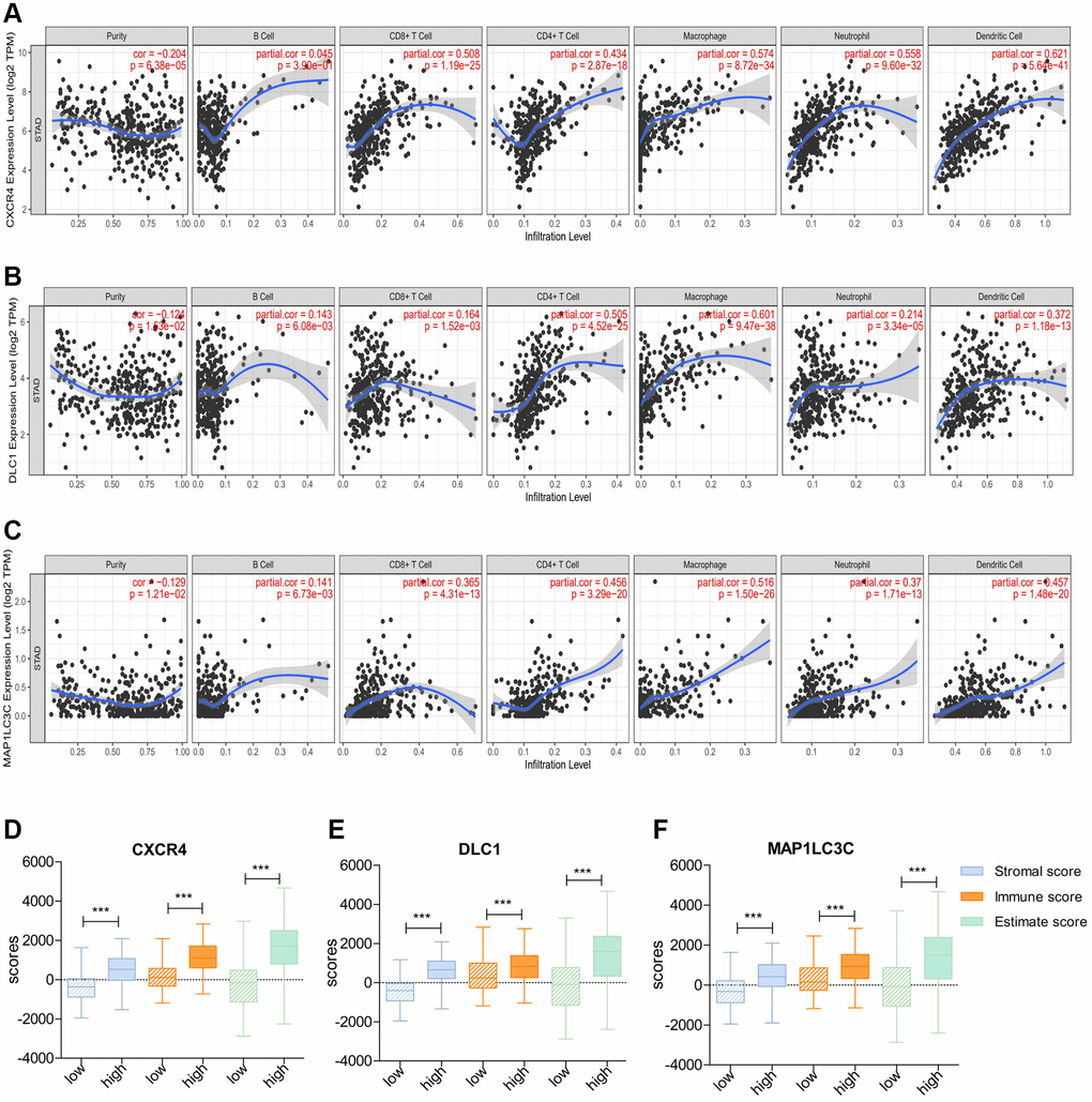 Correlation of prognostic immune-related ATGs with characterization of the tumor immune environment. (A–C) Relationship of CXCR4/DLC1/MAP1LC3C with B cells, CD8+ T cells, CD4+ T cells, macrophages, neutrophils, and dendritic cells using TIMER. (D–F) Distribution of ESTIMATE scores, immune scores, and stromal scores between high- and low-CXCR4/DLC1/MAP1LC3C-expression groups.