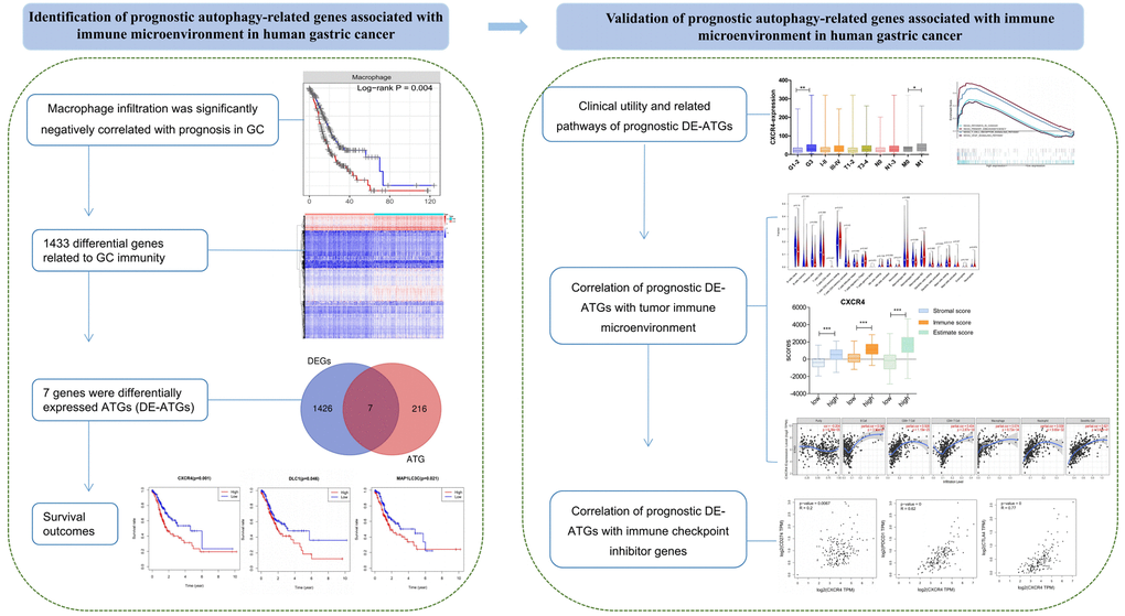 The workflow of the study. Construction and validation of the prognostic autophagy-related genes.