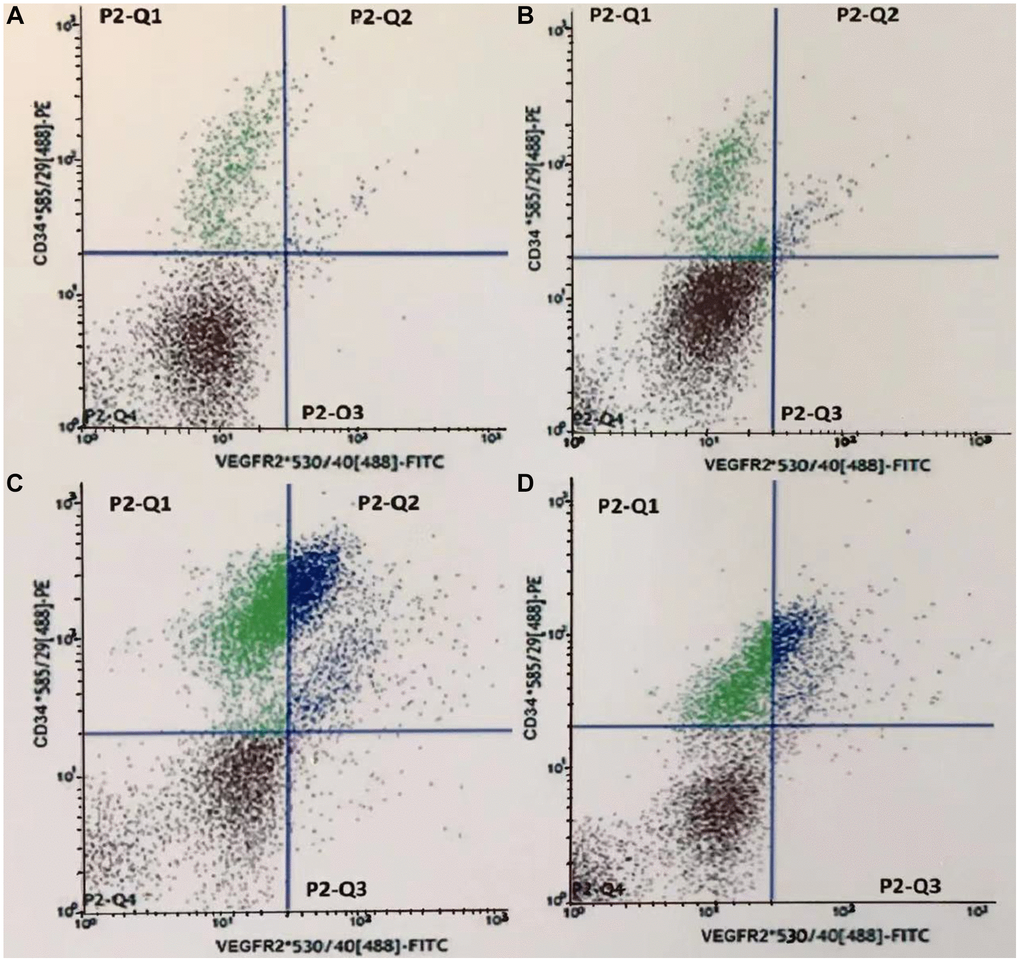 Fluorescence intensity scatter diagrams of CEPCs in the 4th subgroup rats. (A–D) represents the Ctrl, HL, AMI, and HL-AMI group, respectively. Cells in gate P2-Q2 (PE+/FITC+ or CD34+/VEGFR2+) are CEPCs.