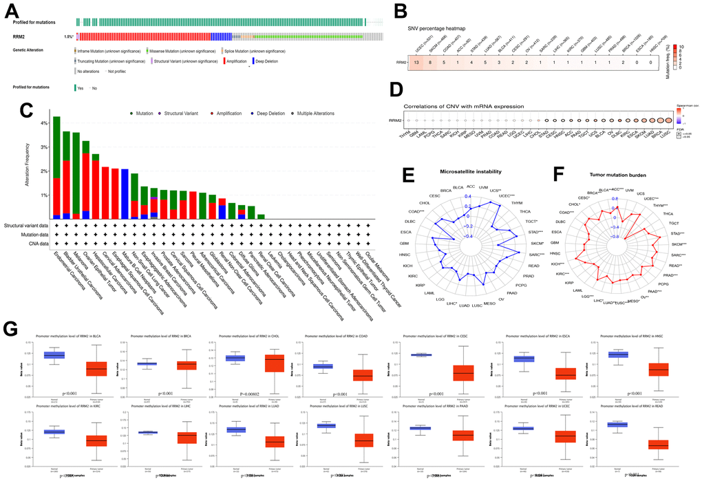 Genetic alteration in RRM2. (A) OncoPrint visual summary of alteration based on a query of RRM2. The green color represents mutation sites on a query of the RRM2 gene. (B) The SNVs percentage profile of RRM2. The color in each small rectangle represents the mutation frequency in different types of cancers; the red and white indicate the high and low mutation frequency, respectively. (C) The alteration frequency of RRM2 with mutation type in different tumors. (D) CNV Pearson’s correlation between CNV and RRM2 mRNA expression. (E) Radar map of correlation between RRM2 expression and MSI. The value in black denotes the range, and the curve in red the correlation coefficient. (F) Radar map of correlation between RRM2 expression and TMB. The value in black reveals the range, and the curve in blue the correlation coefficient. (G) Analysis of promoter methylation levels of RRM2 in different tumors. *P 