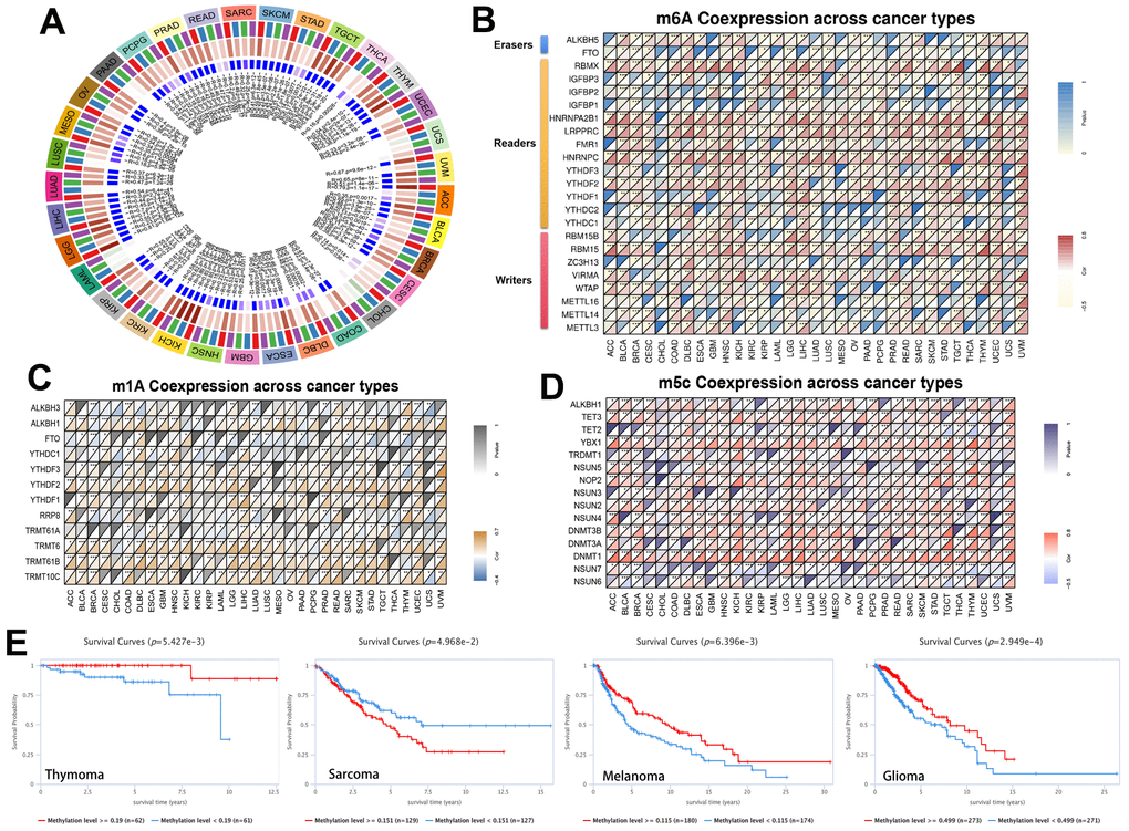 Methylation in RRM2. (A) Correlation between RRM2 expression level and DNA methyltransferases. DNMT1, red; DNMT2, blue; DNMT3A, green; and DNMT3B, purple. (B–D) Correlations between RRM2 expression and the m1A, m5C, m6A-related genes in different tumors. (E) Kaplan-Meier overall survival curves of different methylation levels of RRM2 in different tumors.