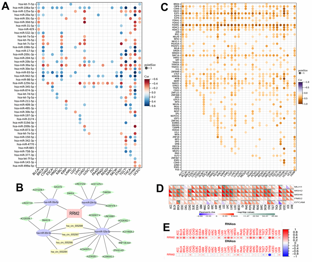 The miRNAs and transcription factors of RRM2. (A) The correlation of RRM2 expression with miRNA in different tumors. (B) The ceRNA diagram of lncRNA-miRNA-circRNA. The blue dots represent miRNA, green dots lncRNA, and yellow dots circRNA. (C) The transcription factor of RRM2 (p-value  0.2). (D) Correlation between RRM2 expression and mismatch repair genes. (E) RRM2 gene expression associated with RNA stemness score (RNAss) and DNA stemness score (DNAss) in different cancers. Red dots indicate a positive correlation and blue dots a negative correlation. *P 