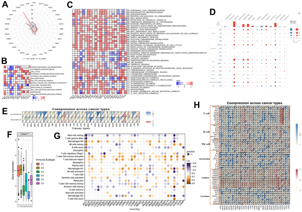 RRM2-associated biological functions and immune signatures. (A) The DEGs between the high- and low-RRM2 expression groups in different tumors. (B) The heatmap of gene KEGG analysis of DEGs. (C) The heatmap of GO analysis of DEGs between high- and low-RRM2 expression group. (D) Average correlations between RRM2 and functional status in different cancers and the bar chart indicating the number of datasets in which RRM2 is significantly related to the corresponding state for single-cell resolution. (E) RRM2 gene expression associated with stromal and immune scores in different cancers. (F) RRM2 gene expression levels in different immune subtypes. The X-axis represents the immune subtype; Y-axis gene expression. C1, wound healing; C2, IFN-g dominant; C3, inflammatory; C4, lymphocyte depleted; C5, immunologically quiet; C6, TGF-b dominant. (G) Correlation of RRM2 gene expression with immune cell infiltration levels in 33 types of tumors (p H) Correlation of RRM2 gene expression with immune factors across human cancers. *: P-value 