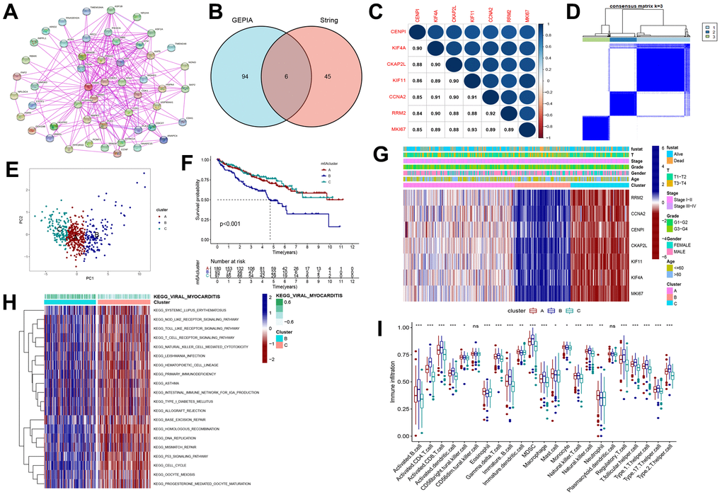 Consensus clustering of RRM2-related genes in KIRC. (A) Obtained the available experimentally determined RRM2-binding proteins from the STRING tool. (B) The intersection analysis of 100 genes from GEPIA2 and 50 genes from the STRING tool. (C) The correlation between the RRM2 gene and RRM2-related genes. Blue dots indicate a positive correlation and red dots a negative correlation. (D) Consensus clustering matrix for k = 3. (E) Principal component analysis (PCA) for the transcriptome profiles of subtypes, indicating a significant difference in transcriptomes between different cluster subgroups. (F) Kaplan-Meier overall survival curves of different clusters. (G) Heatmap of three clusters defined by RRM2-related genes. (H) Differences in the Kyoto Encyclopedia of Genes (KEGG) pathways between cluster B and cluster C. (I) Comparison of immune infiltration level of primary RCC patients among three clusters, supported by single-sample gene set enrichment analysis algorithm. Data are presented as mean ±SD; ns P>0.05, *P