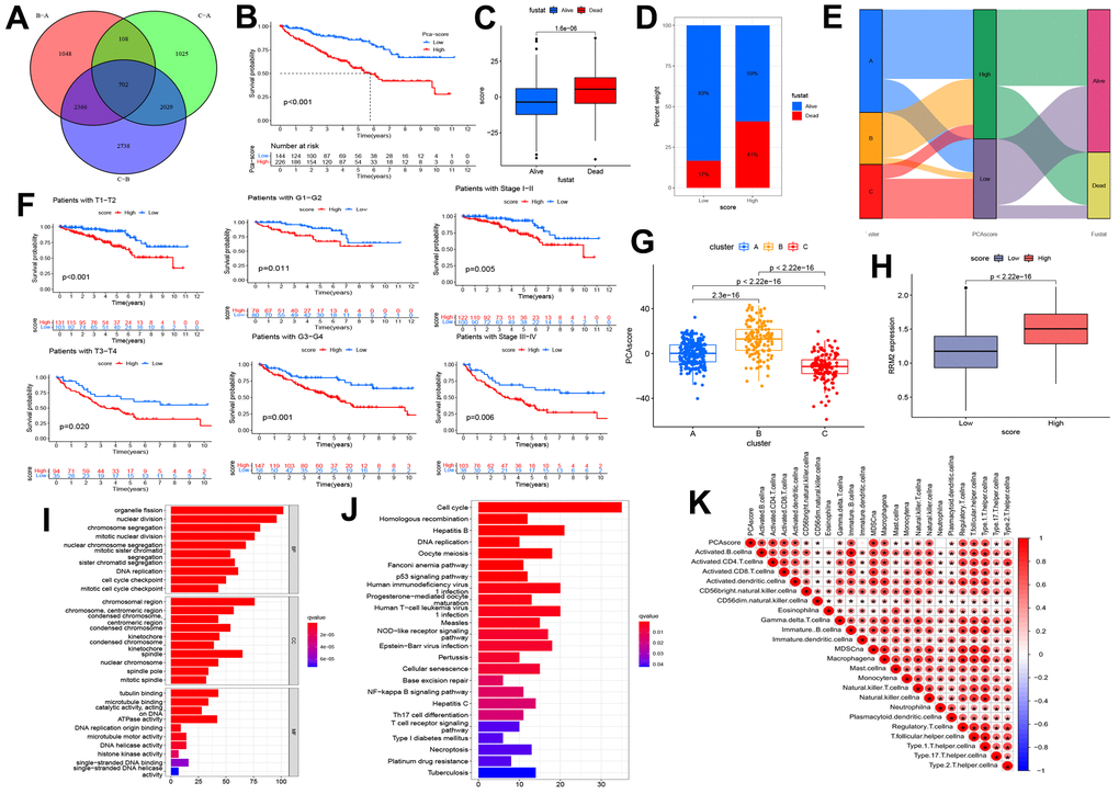 Construction of the risk score and exploration of its clinical relevance. (A) The Venn diagram of differential expression genes (DEGs) in three clusters. (B) Kaplan-Meier curves indicating the overall survival probability between two risk score groups. (C, D) Association of risk score with survival outcome. (E) Sankey diagram depicting the association of score groups with clusters, gene clusters, and survival outcome. (F) Kaplan-Meier curves demonstrating the overall survival probability in different clinical features. (G) The risk score difference between cluster A, cluster B, and cluster C. (H) High-and low-score groups are associated with the expression level of RRM2. (I) The GO analysis of prognostic DEGs. (J) KEGG analysis of prognostic DEGs. (K) The correlation between the risk score and immune cells.