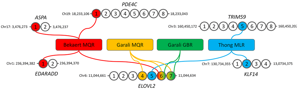 Description of the four DNA methylation-based epigenetic clocks used in our study. The genomic location of the first and last CpGs analyzed by pyrosequencing are given for each gene. MQR: multiple quadratic regression model, GBR: machine-learning gradient boosting regressor model, MLR: multiple linear regression model.
