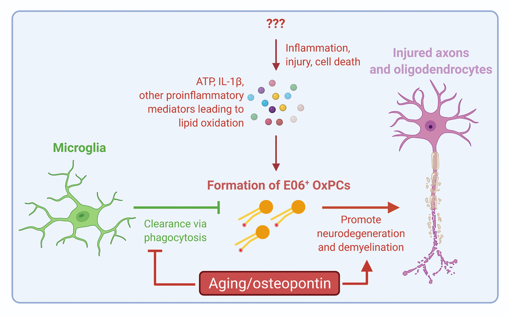 Summary of recent findings in [3,5]. While it is unclear what are the initial inducer(s) of inflammation, injury or cell death in MS and other neurological diseases, release of alarmins such as ATP or IL-1β in the CNS promotes an inflammatory environment that leads to OxPC deposition. Excess OxPCs are neurotoxic and drive demyelination and neurodegeneration. Microglia are the predominant immune cells of the CNS responding to OxPCs; they are normally neuroprotective and help neutralize OxPCs by phagocytic clearance. In the aging CNS, microglia have significantly altered transcriptome and functions, including an upregulation of the gene Spp1, which encodes for osteopontin. Aging microglia and the overexpression of osteopontin in the aging CNS environment leads to a defective response against OxPCs, resulting in exacerbated neurodegeneration. Figure created at Biorender.com.