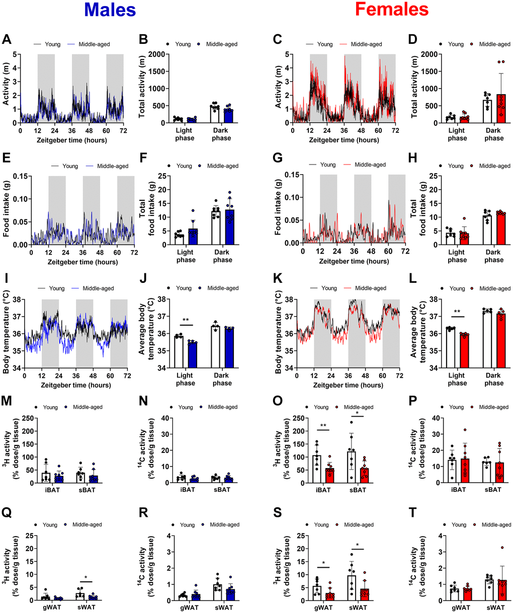 Voluntary activity, food intake, core body temperature, and triglyceride-derived fatty acid uptake by brown and white adipose tissue during aging. Young (12 weeks old) and middle-aged (52 weeks old) male (left panels in blue) and female (right panels in red) C57BL/6J mice were single-housed in metabolic home-cages for continuous measurement of (A–D) voluntary locomotor activity (n = 7–8 mice/group), (E–H) food intake (n = 7–8 mice/group), and (I–L) core body temperature with implanted telemetric probes (n = 5 mice/group). Mice were injected with triglyceride-rich lipoprotein-like particles labeled with glycerol tri[3H]oleate and 2-[1-14C]-deoxyglucose at Zeitgeber Time 12 to assess uptake of the radiolabels by interscapular brown adipose tissue (iBAT) and subscapular BAT (sBAT) (M–P) and by gonadal white adipose tissue (gWAT) and subcutaneous WAT (sWAT) (Q–T) (n = 6–8 mice/group). Bar graphs represent means ± SD. *p **p t-test or two-way ANOVA and following Šídák's multiple-comparison test.