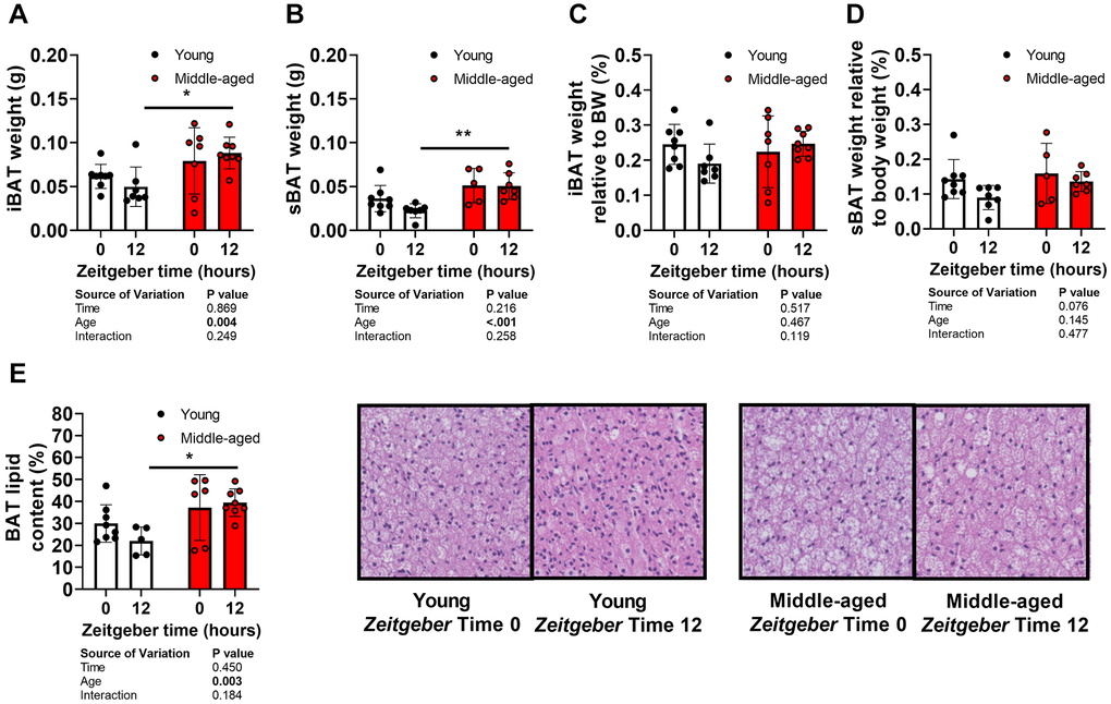 Brown adipose tissue morphology and aging. Tissues of young (27–31 weeks old; white circles) and middle-aged (67–71 weeks old; black circles) female APOE*3-Leiden.CETP mice were collected at Zeitgeber Time 0 and 12 (n = 7–8 mice/group/time point). (A) interscapular brown adipose tissue (iBAT) and (B) subscapular BAT (sBAT) were weighed, and (C, D) expressed as percentage of body weight (n = 5–8 mice/group/time point). (E) Lipid content of sBAT was quantified and representative pictures are shown (n = 5–8/group/time point). Bar graphs represent means ± SD. *p **p 