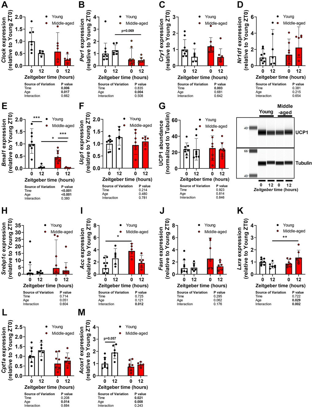 Full article: Comparative transcriptomic analysis of rabbit interscapular  brown adipose tissue whitening under physiological conditions