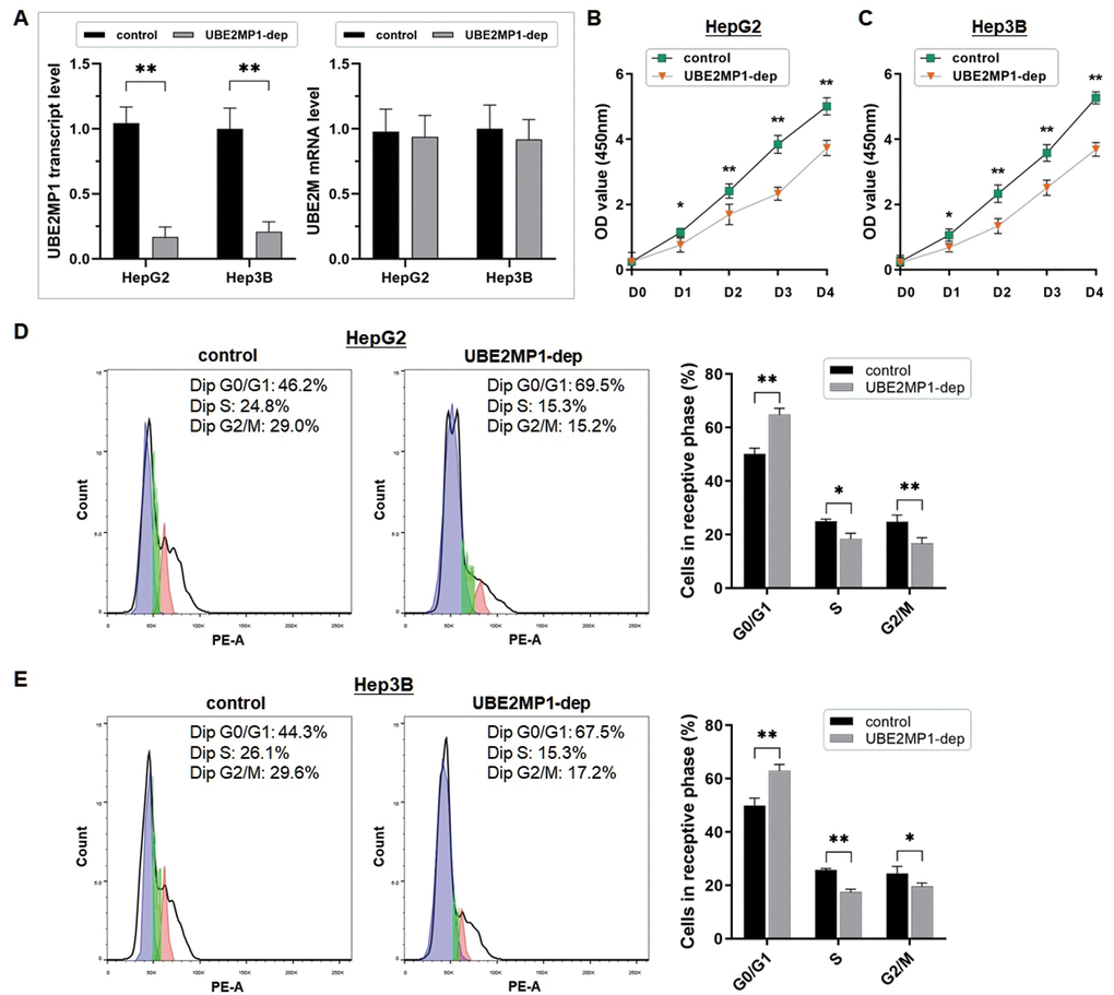 UBE2MP1 Depletion impairs cell proliferation and arrests cell cycles in HCC. (A) UBE2MP1 depletion was conducted in HepG2 and Hep3B cells by using shRNA transfection. The RT-qPCR assay demonstrated the significant abrogation of UBE2MP1 transcript in the two treated cell lines, and no significant change of the parental gene UBE2M was induced (**PB, C) The CCK8 assay was conducted to describe cell proliferation status. The cell proliferation in both the two cell lines was significantly suppressed by abrogating the UBE2MP1 transcript (*PPD, E) Flow cytometry was used for analyzing the cell cycle distribution. And the representative histograms were shown. The cell cycle of both HepG2 and Hep3B cells was significantly arrested in G0/G1 phase by depleting the UBE2MP1 transcript. The results are means of three independent experiments ±SD. (*PP