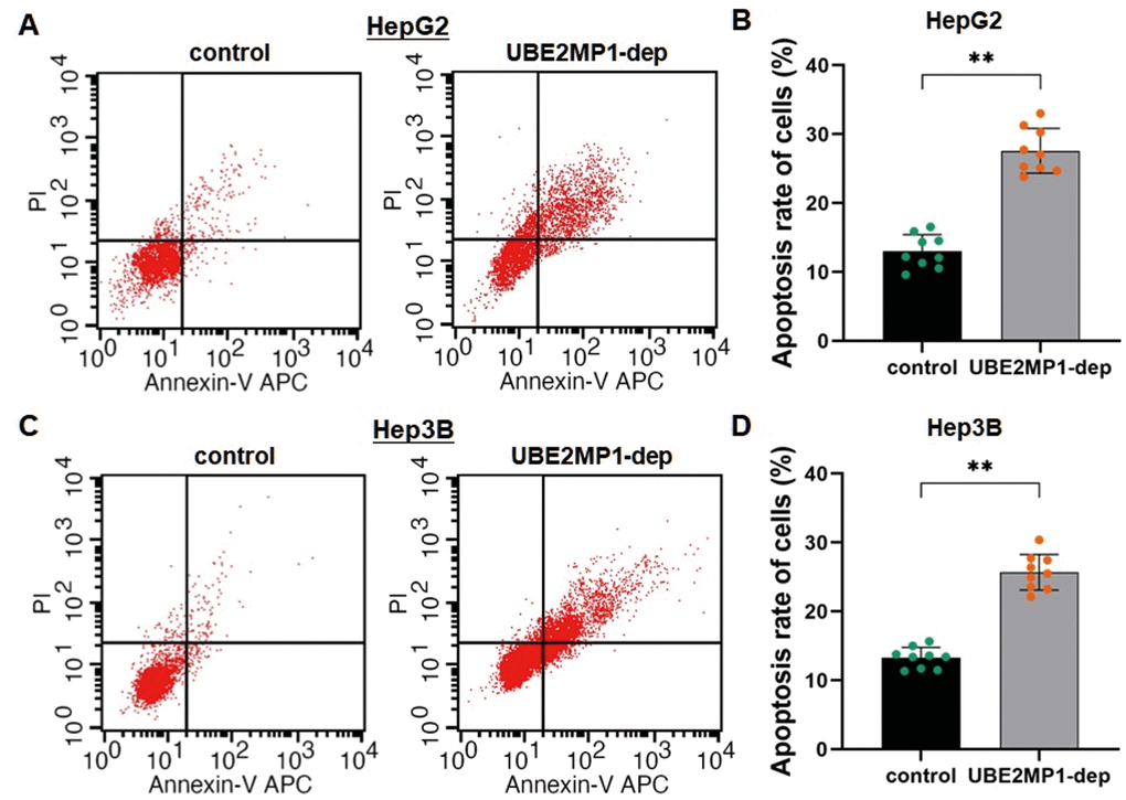 Depletion of UBE2MP1 enhances HCC cell apoptosis. (A) Cell apoptosis was detected by flow cytometry. The representative histograms demonstrate the apoptosis rate in HepG2 cells. (B) The counting number of the apoptotic cells was significantly increased in HepG2 cells by depleting UBE2MP1 (**PC) The representative histograms demonstrate the apoptosis rate in Hep3B cells. (D) The counting number of the apoptotic cells was significantly increased in HepG2 cells by depleting UBE2MP1 (**P
