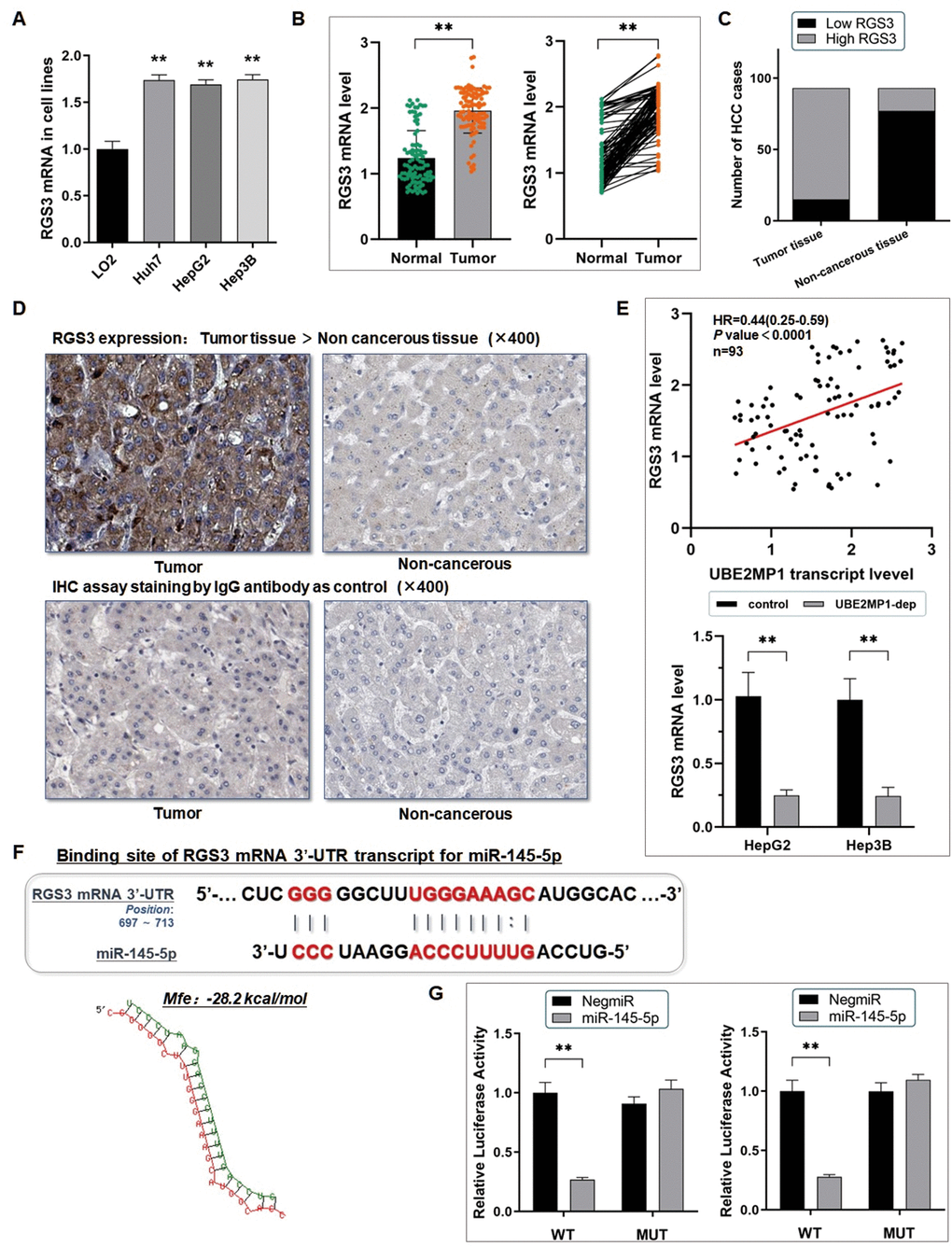 RGS3 mRNA is targeted by miR-145-5p post-transcriptionally. (A) The RT-qPCR assay demonstrated a significant up-regulation of RGS3 mRNA in three HCC cell lines, in comparison with the control LO2 cells (**PB) RT-qPCR assay was conducted on 93 real patients’ specimens. The RGS3 was significantly highly expressed in tumor tissues (**PC) Statistic of the number of cases concerning the expression of RGS3 in HCC specimens. RGS3 is highly expressed in most of the tumor tissues (78/93) (PD) Representative graph of immunohistochemistry analysis (400×) of the HCC cases. The IgG antibody was used for staining the specimens as a control. RGS3 expression in tumor specimens was significantly higher than in adjacent non-cancerous tissues. (E) RGS3 shared a positively correlated with UBE2MP1 expression in the HCC tissues from our center, and the expression of RGS3 presented a remarkable decrease in HCC cells when UBE2MP1 was depleted (**PF) Predicted binding sequence of the 3’UTR of RGS3 mRNA with miR-145-5p. The Mfe value is calculated as: -28.2 kcal/mol. (G) The dual-luciferase reporter assay verified the direct interaction between miR-145-5p and RGS3 mRNA (**P